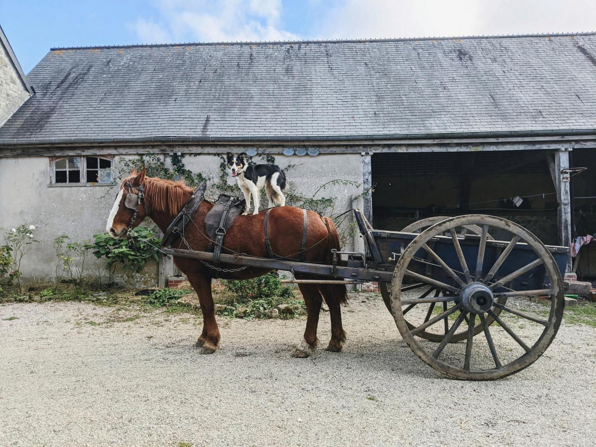 Ferme De Franqueville Sainte-Marie-du-Mont  Eksteriør bilde